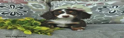 Miniature Dachshund dogs for sale: Lolly - Ad 2