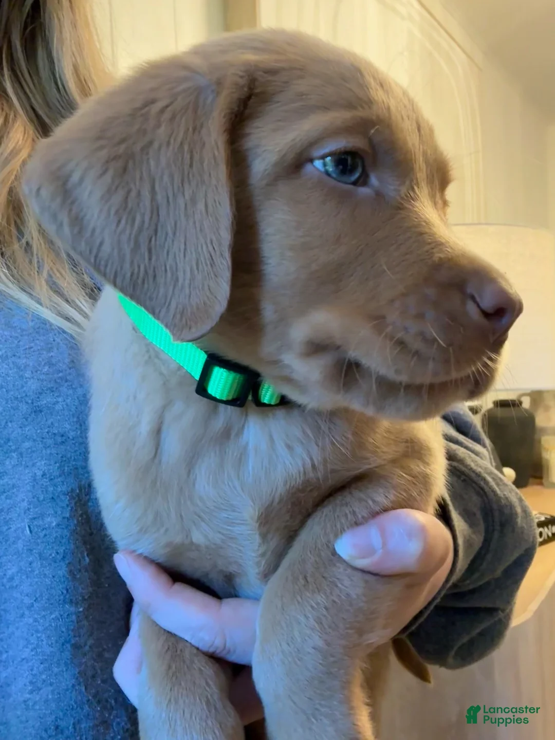Labrador Retriever dogs for sale: Lime Green Fox Red Lab Puppy - Ad 2