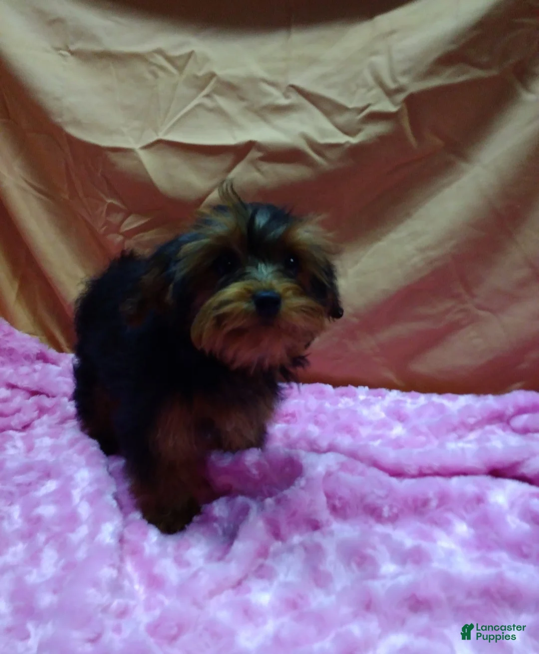 Yorkiepoo dogs for sale: Tiny Tot - Ad 1