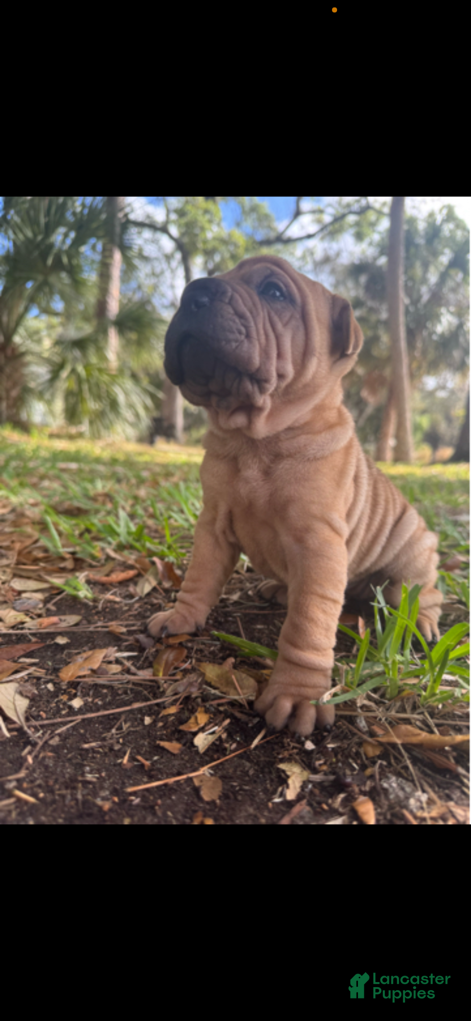 Shar Pei dogs FEMALE AKC SHAR PEI PUPPY - Ad 4
