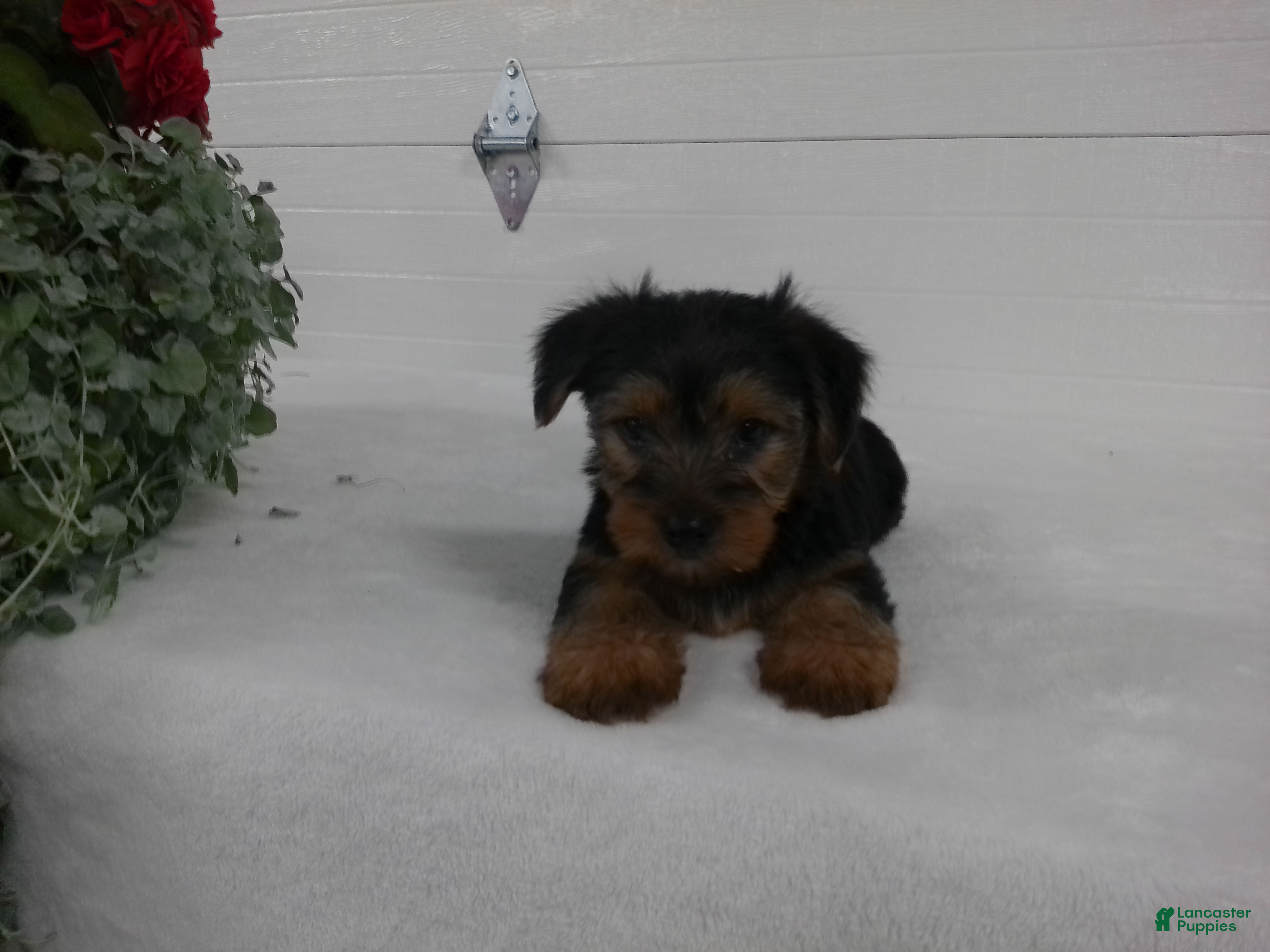 Yorkshire Terrier dogs Scout  - Ad 2