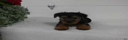 Yorkshire Terrier dogs for sale: Scout  - Ad 4