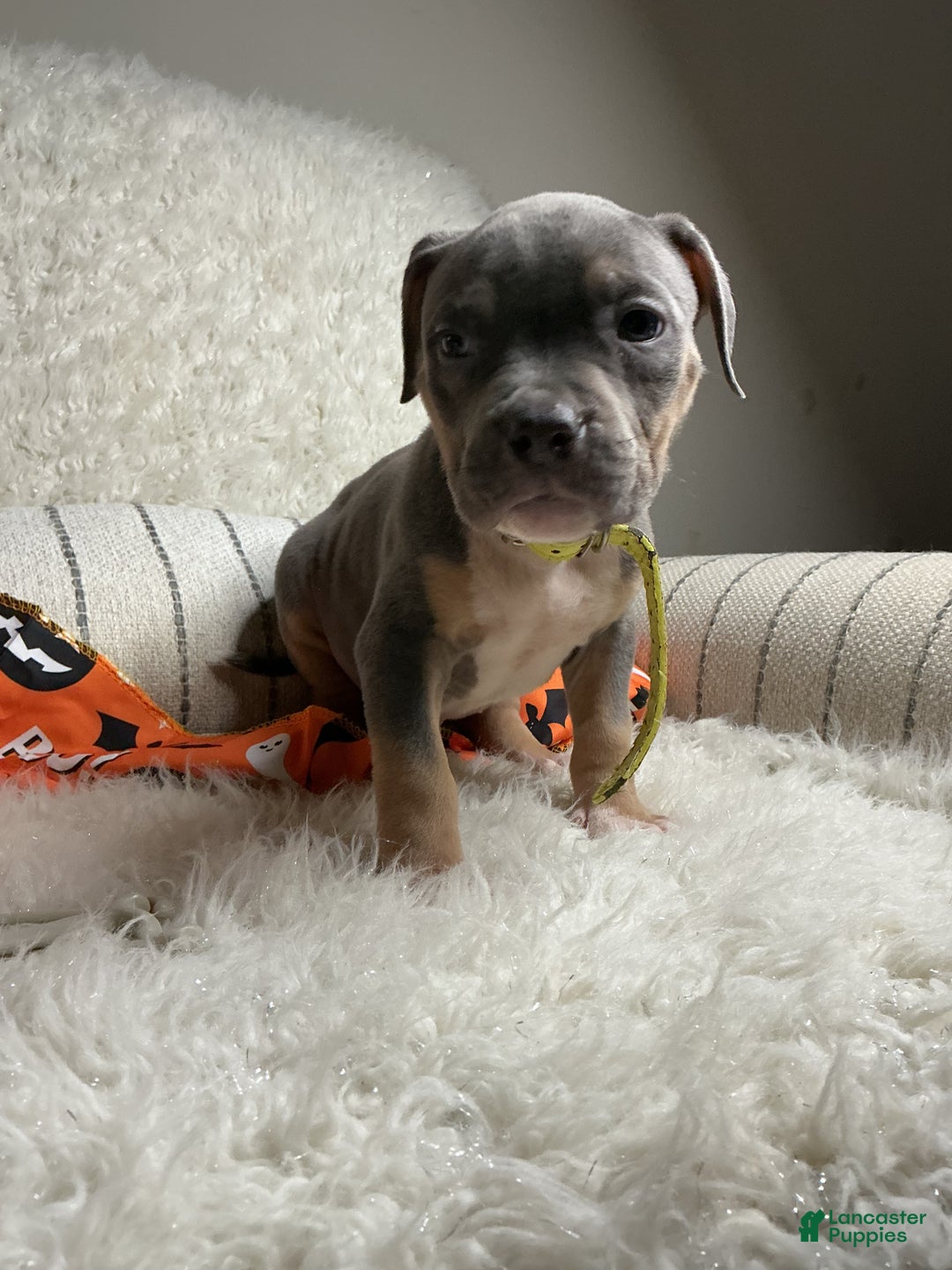 American Bully dogs for sale: Ms.Neon - Ad 3