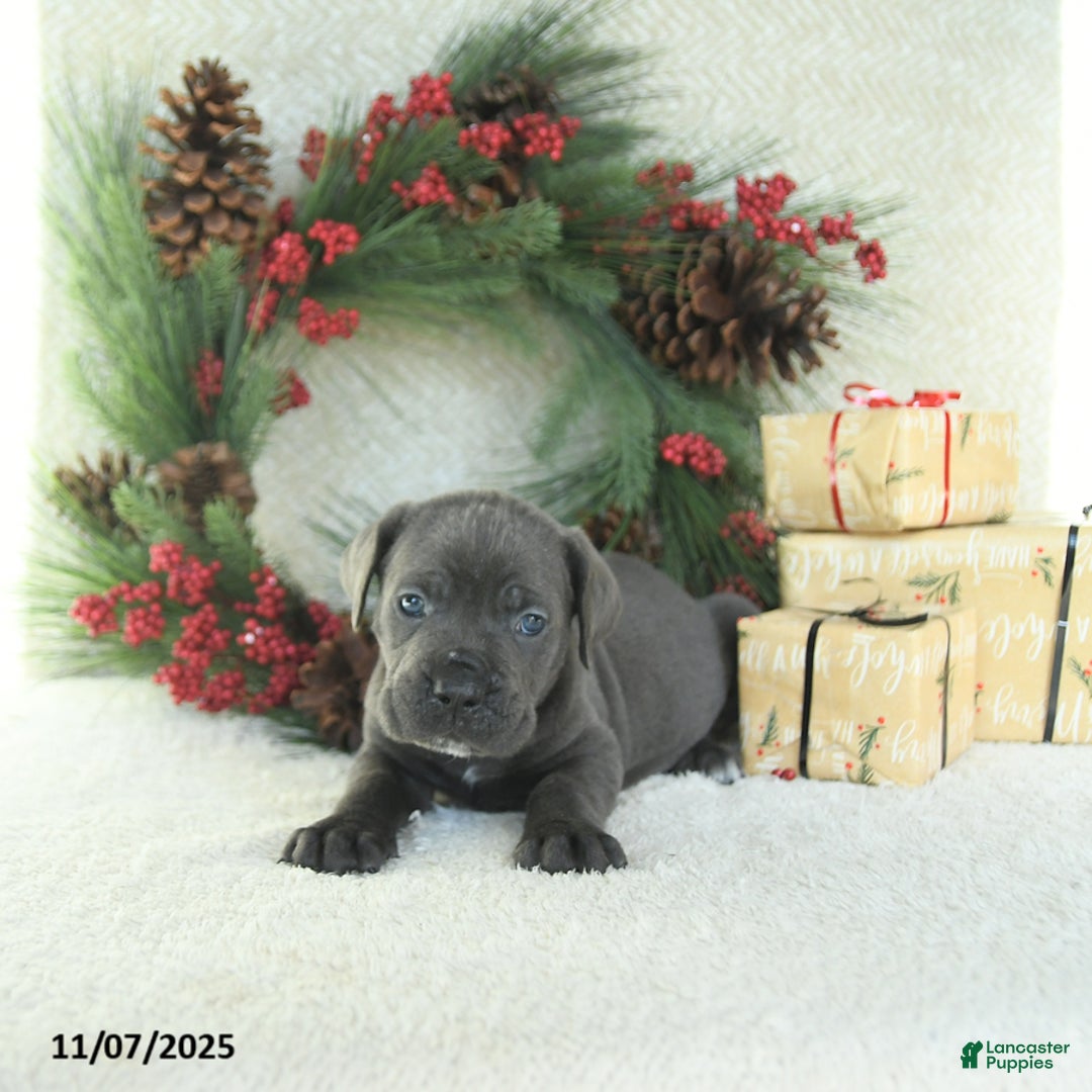 Cane Corso dogs for sale: Zane - Ad 14