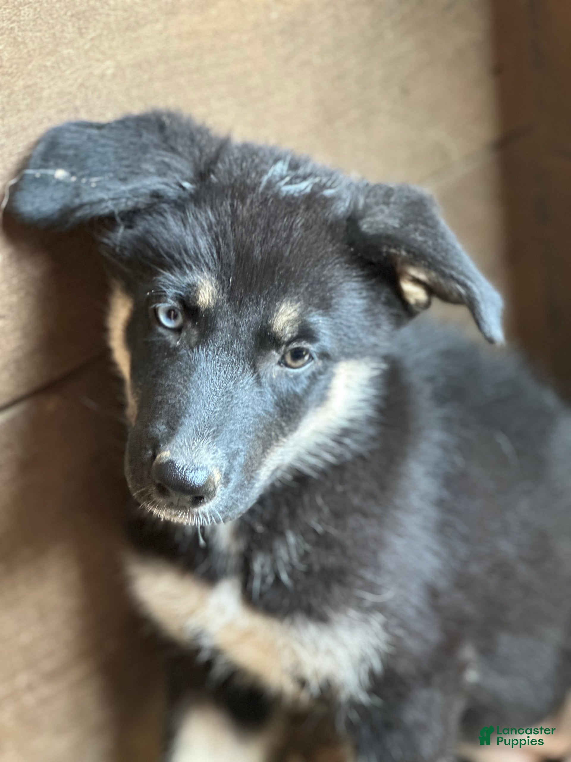 Blue Eyes Gsd X Husky Gerberian Shepsky Puppies For Sale In Texas