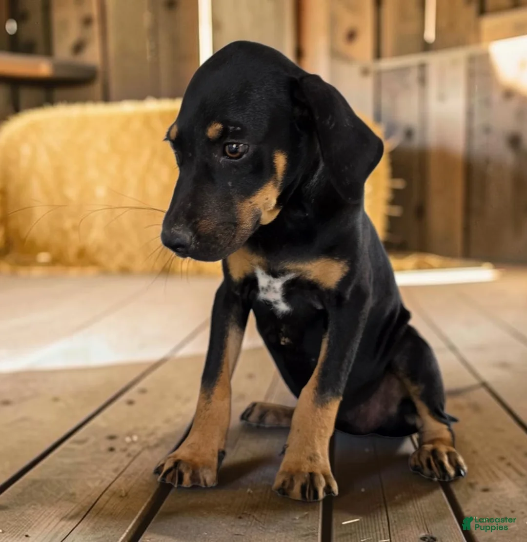 Catahoula Leopard Dog dogs for sale: Gypsie 2026 Female 4 - Ad 2