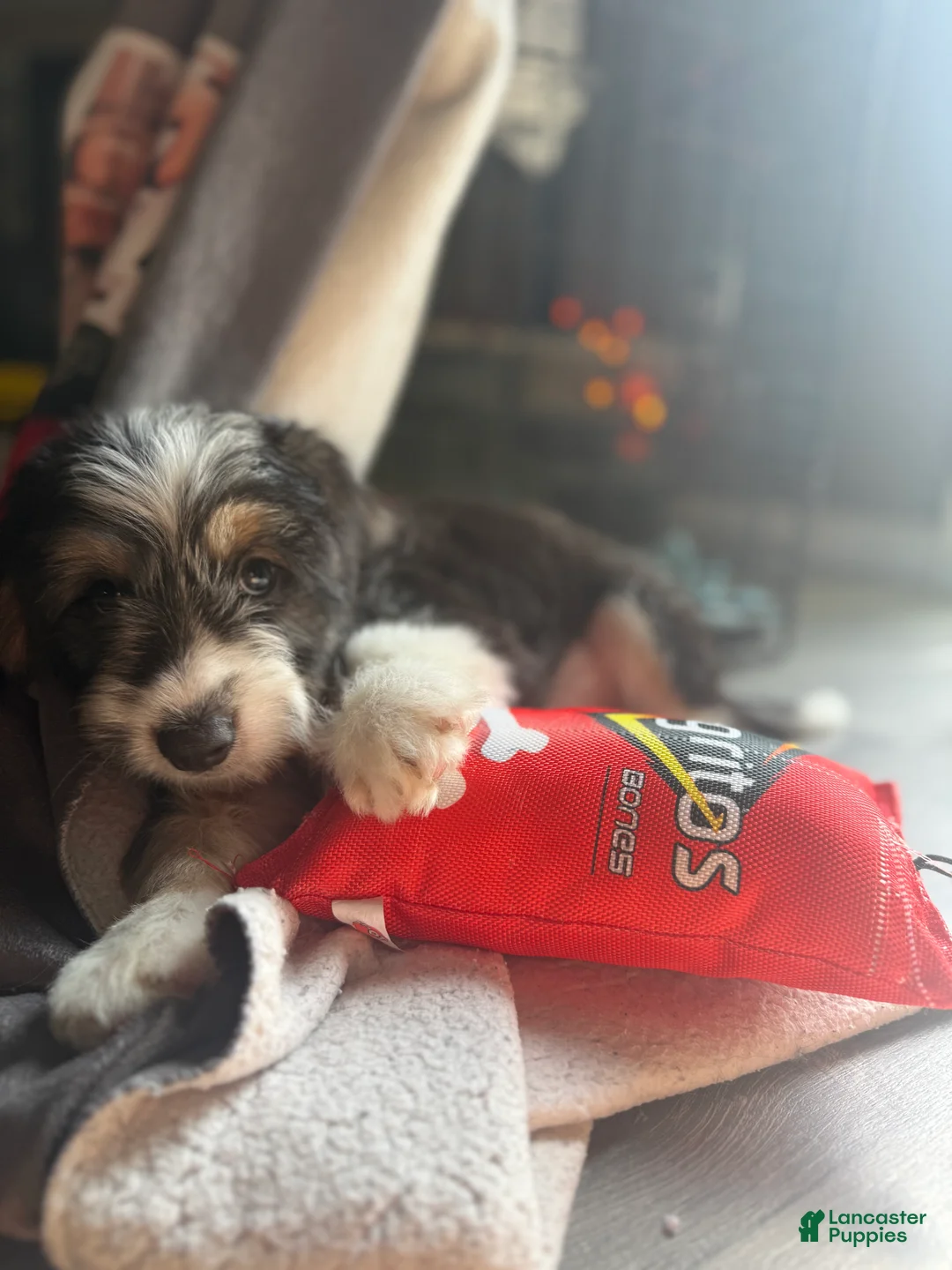 Mixed Breed dogs for sale: Ghosty - Ad 2