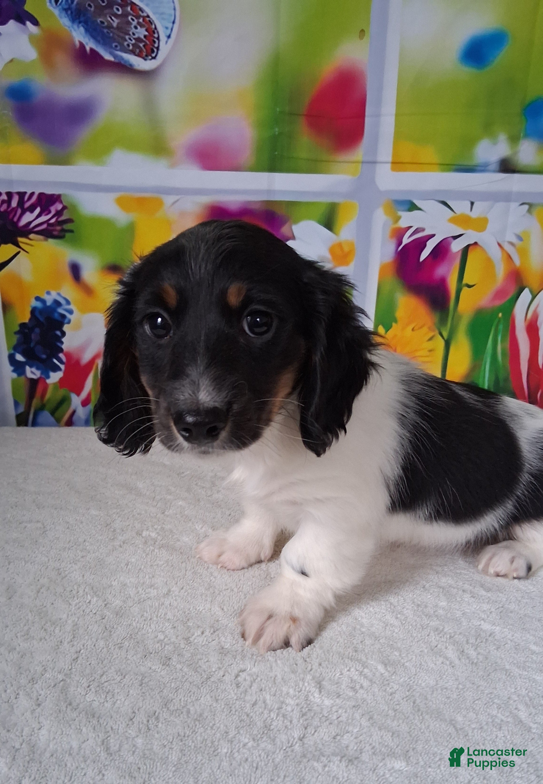 Miniature Dachshund dogs Mickey AKC - Ad 1