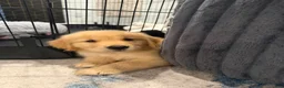 Golden Retriever dogs for sale: Golden Retriever 1 - Ad 5