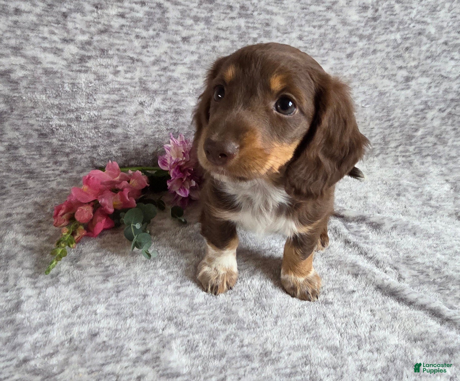 Miniature Dachshund dogs June - Ad 2