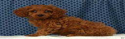 Cockapoo dogs for sale: Stella - Ad 5