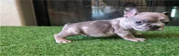 French Bulldog dogs for sale: French Bulldog 1 - Ad 3