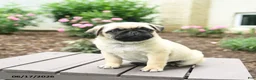Pug dogs for sale: Kracker - Ad 3