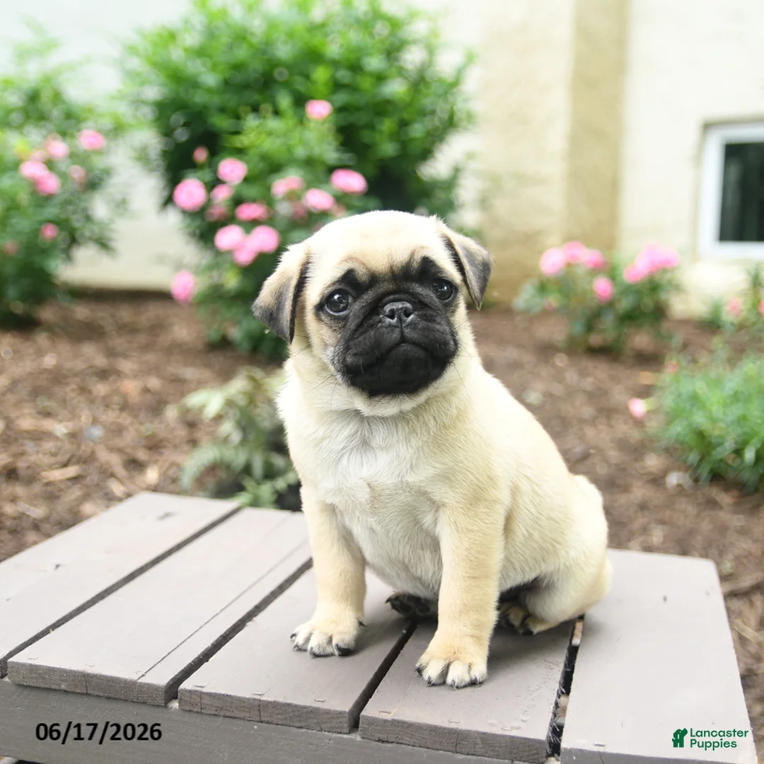 Pug dogs for sale: Kracker - Ad 3