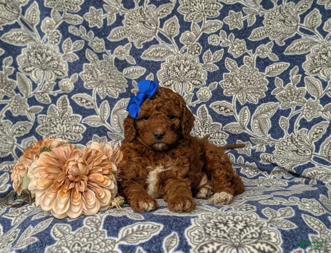 Mini Goldendoodle dogs for sale: Tessa 9 lbs Full Grown - Ad 6