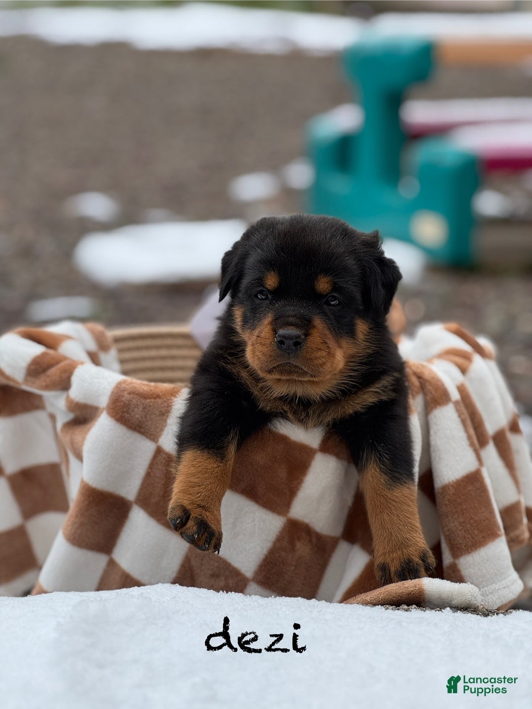 Rottweiler dogs for sale: Dezi (docked tail) - Ad 1
