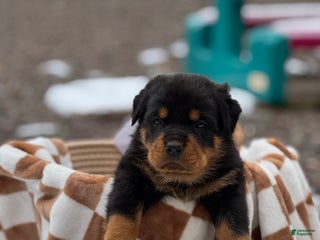 Rottweiler dogs Dezi (docked tail) - Ad 39