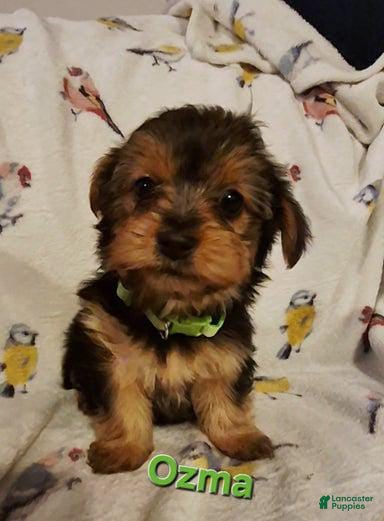 Yorkshire Terrier dogs Ozma - Ad 35