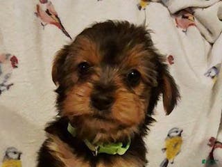 Yorkshire Terrier dogs Ozma - Ad 35