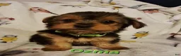 Yorkshire Terrier dogs for sale: Ozma - Ad 1
