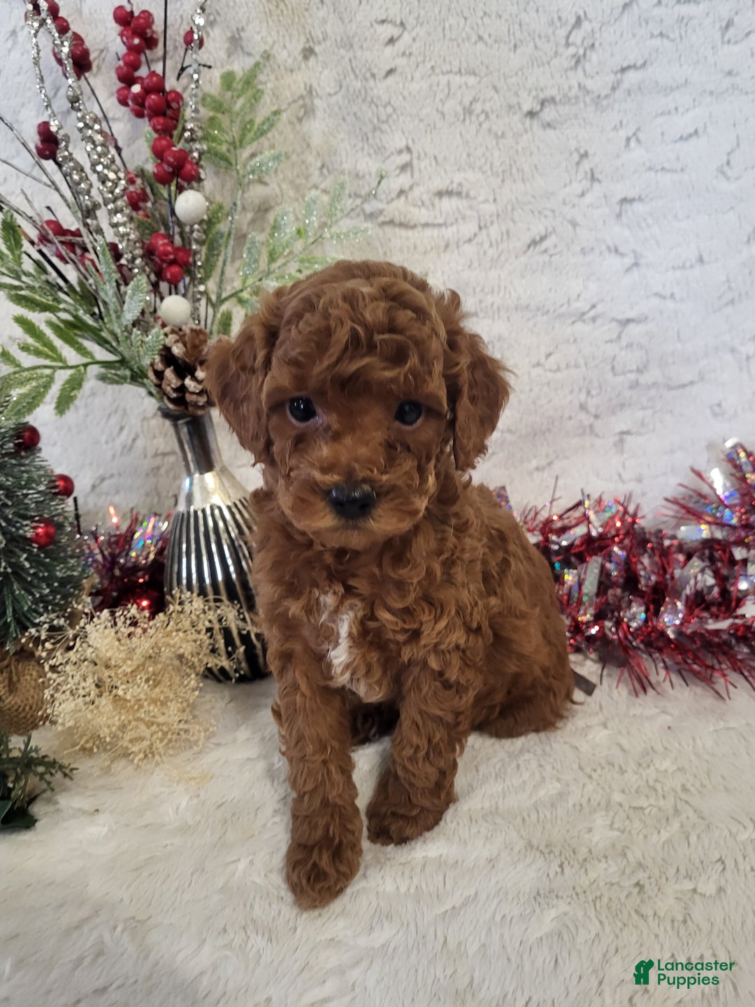 Goldendoodle dogs for sale: Rachel - Ad 1