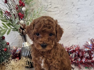 Goldendoodle dogs Rachel - Ad 13