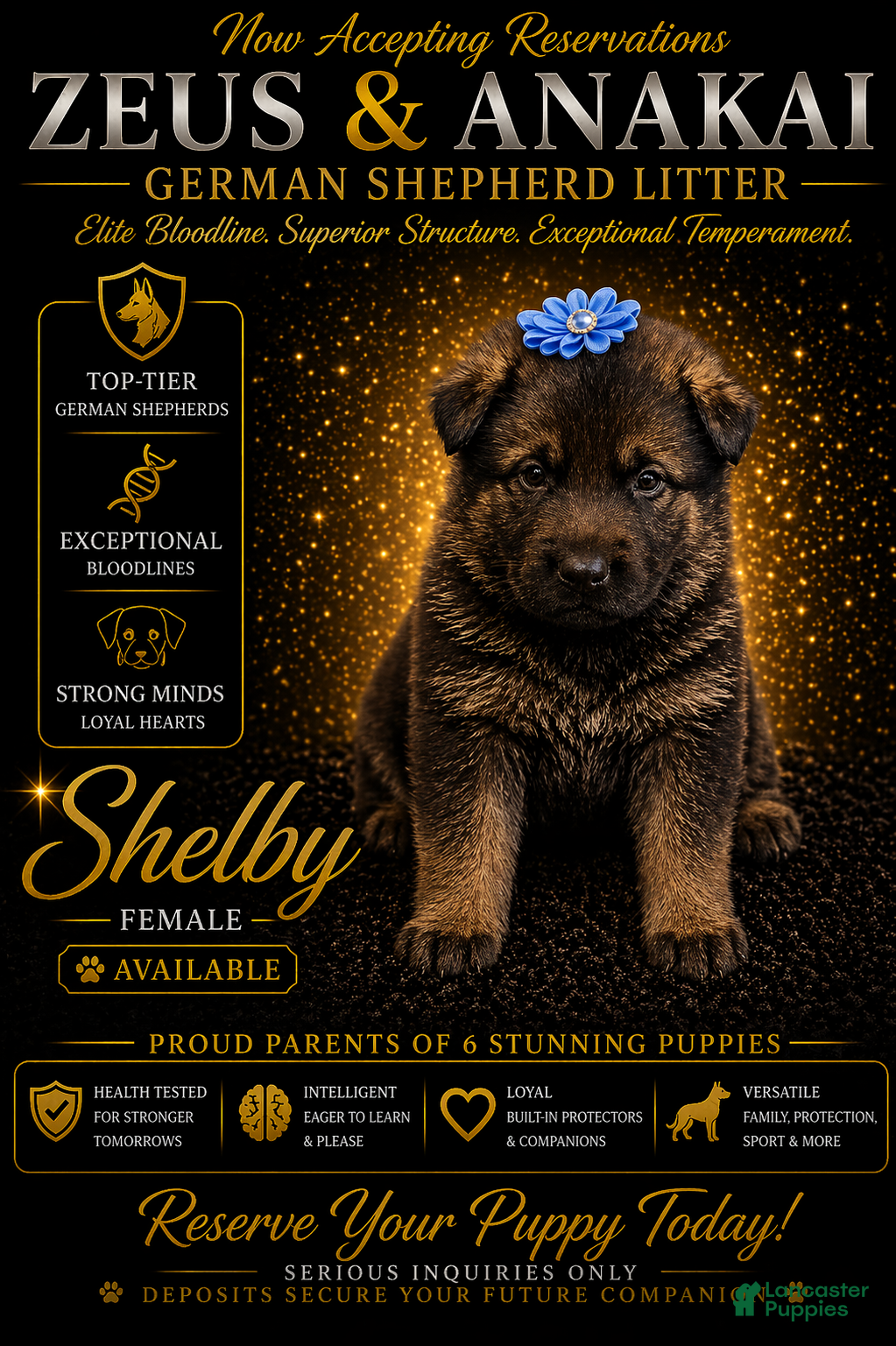 German Shepherd dogs Shelby - Ad 22
