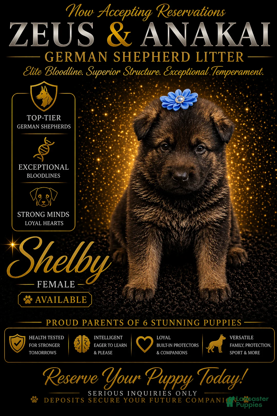 German Shepherd dogs for sale: Shelby - Ad 1