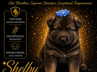 German Shepherd dogs Shelby - Ad 22