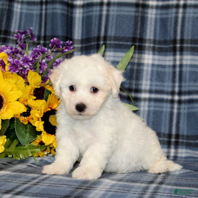 Bichon Frise dogs Fergus - Ad 1