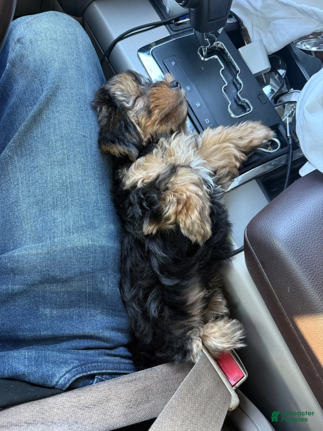Yorkshire Terrier dogs for sale: Yorkshire Terrier 1 - Ad 2