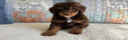 Miniature Poodle dogs for sale: Artie - Ad 7