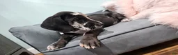 Great Dane dogs for sale: Harlequin Beauty  - Ad 2