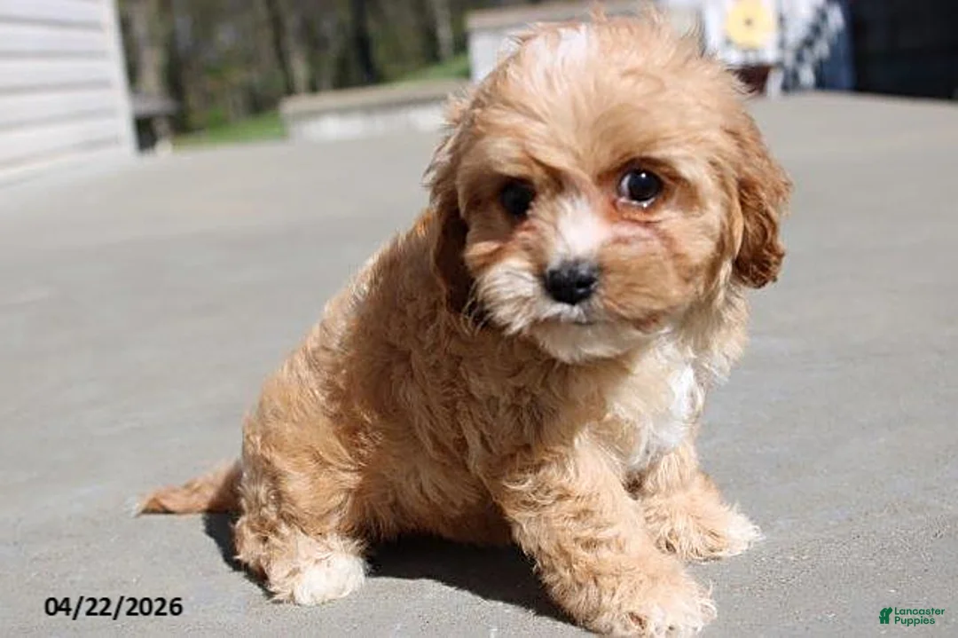 Cavachon dogs for sale: Jasmine - Ad 5