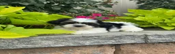 Shih Tzu dogs for sale: Sparkle - Ad 5