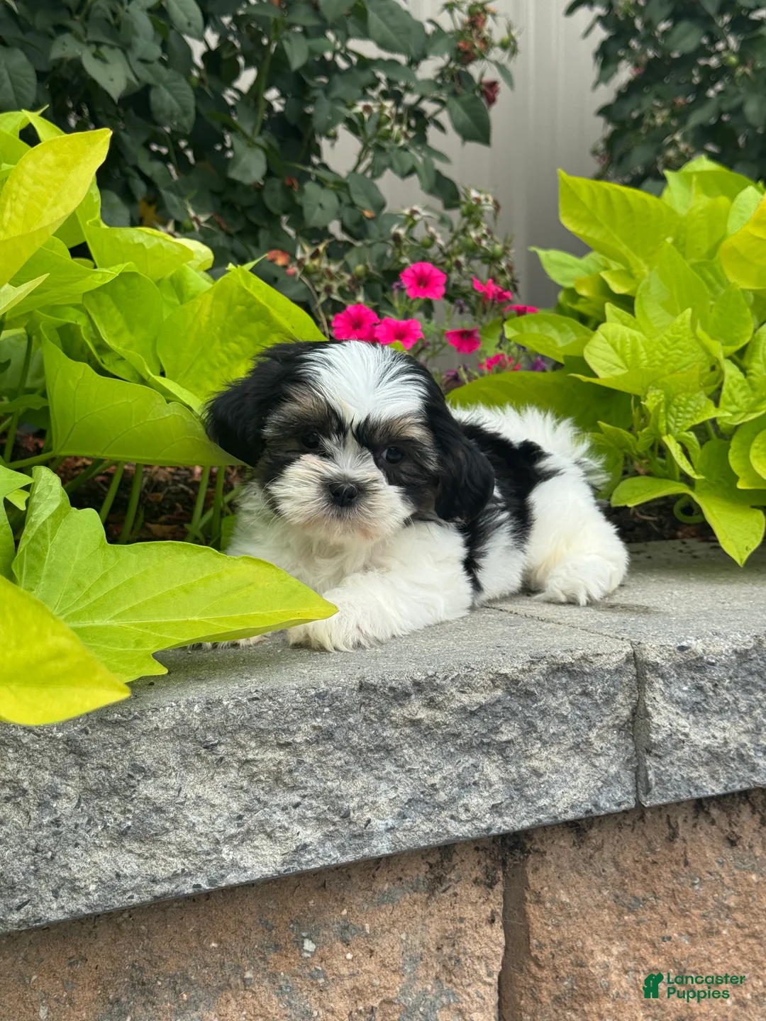 Shih Tzu dogs for sale: Sparkle - Ad 5