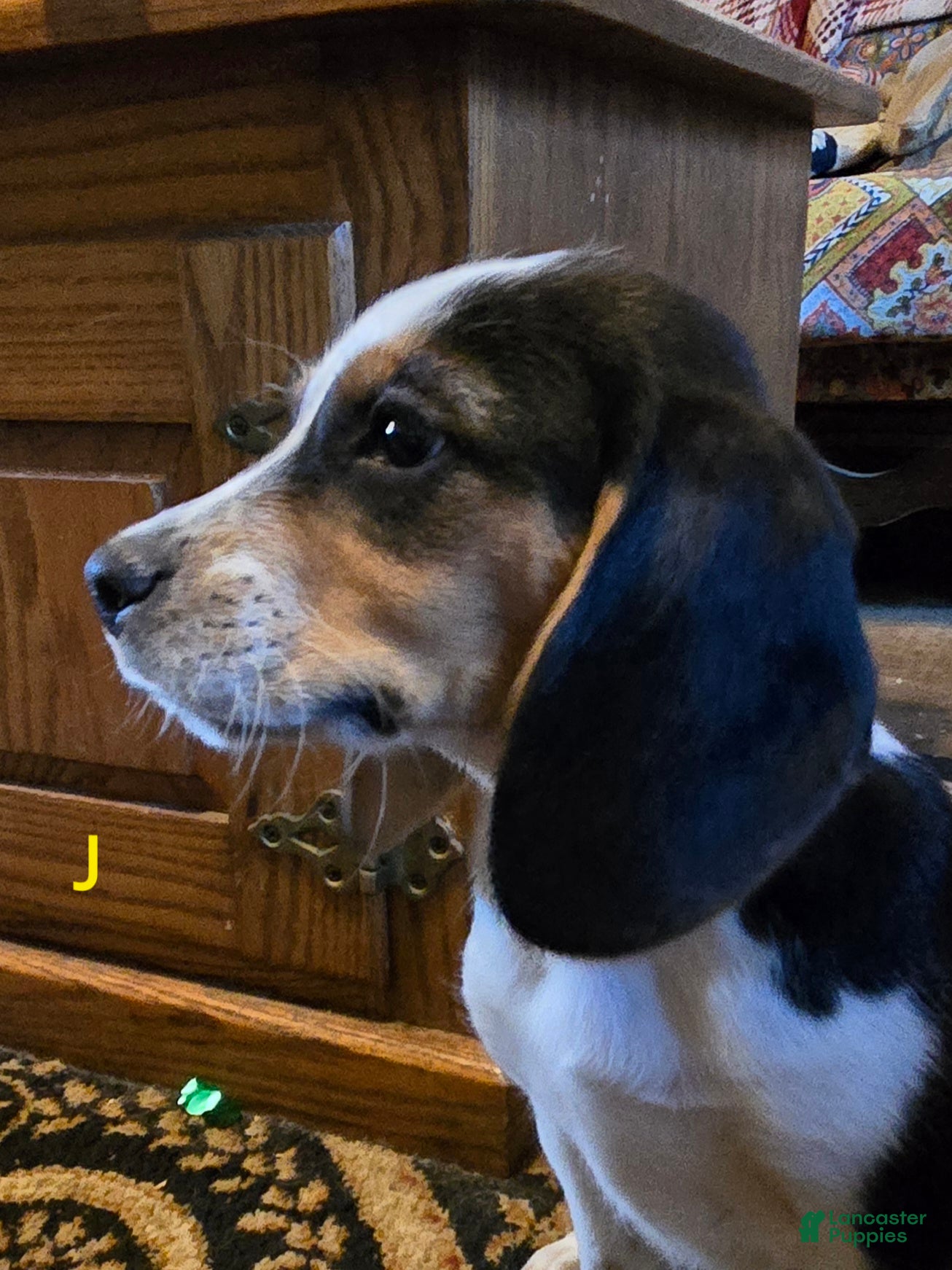 Beagle dogs Josie - Ad 2
