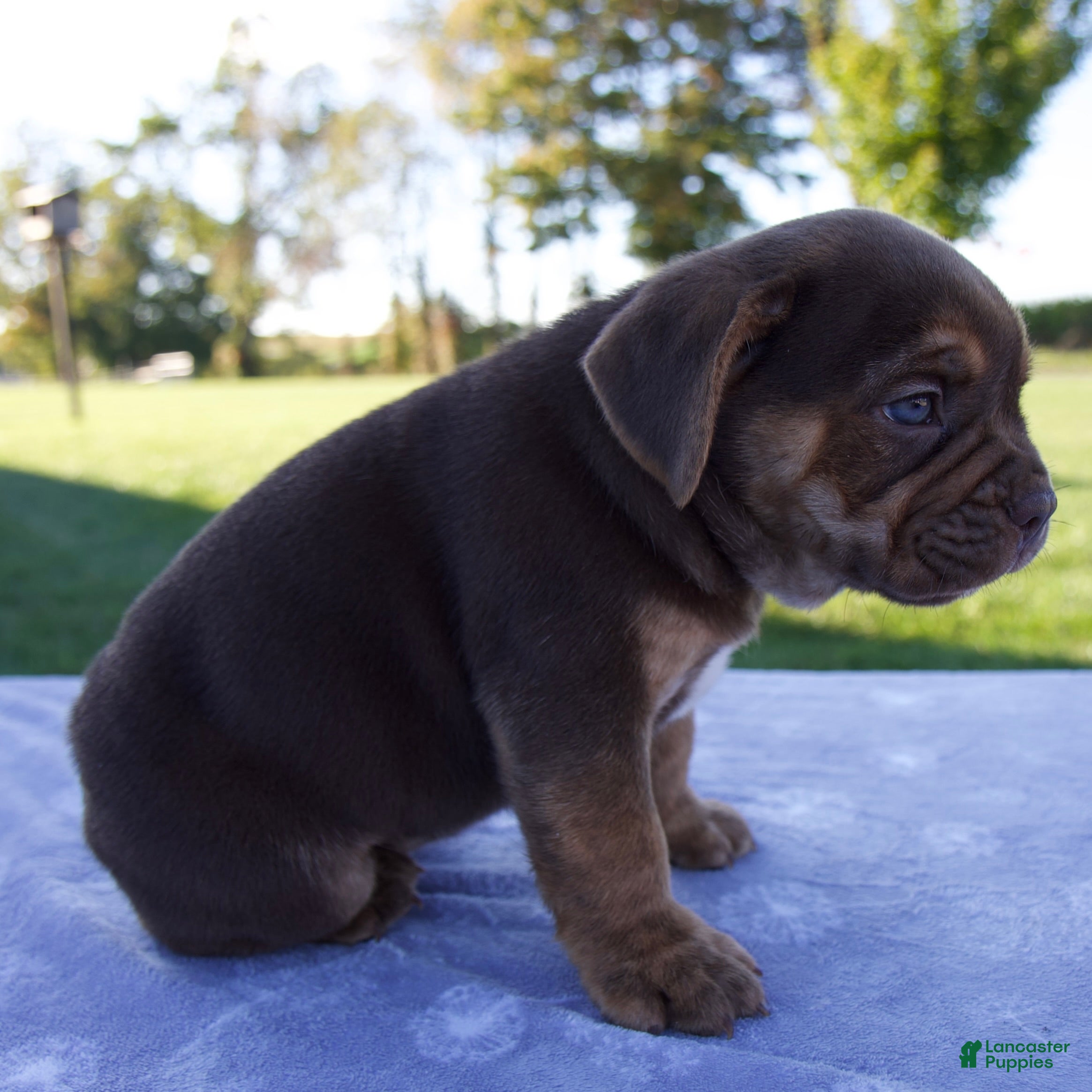 Beabull dogs Autumn - Ad 2