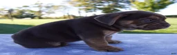 Beabull dogs for sale: Autumn - Ad 2