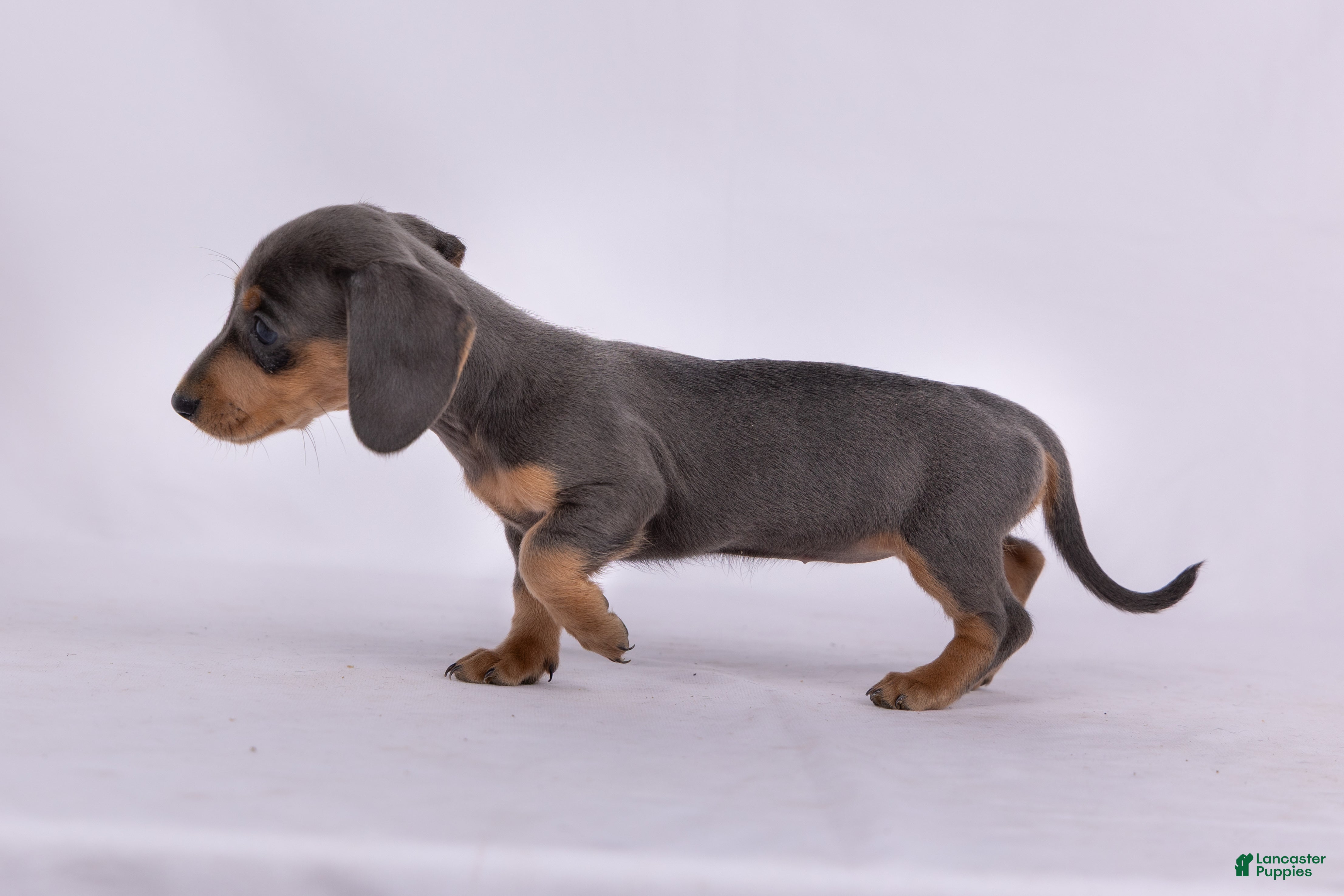 Miniature Dachshund dogs Pam - Ad 2