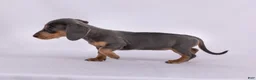 Miniature Dachshund dogs for sale: Pam - Ad 2