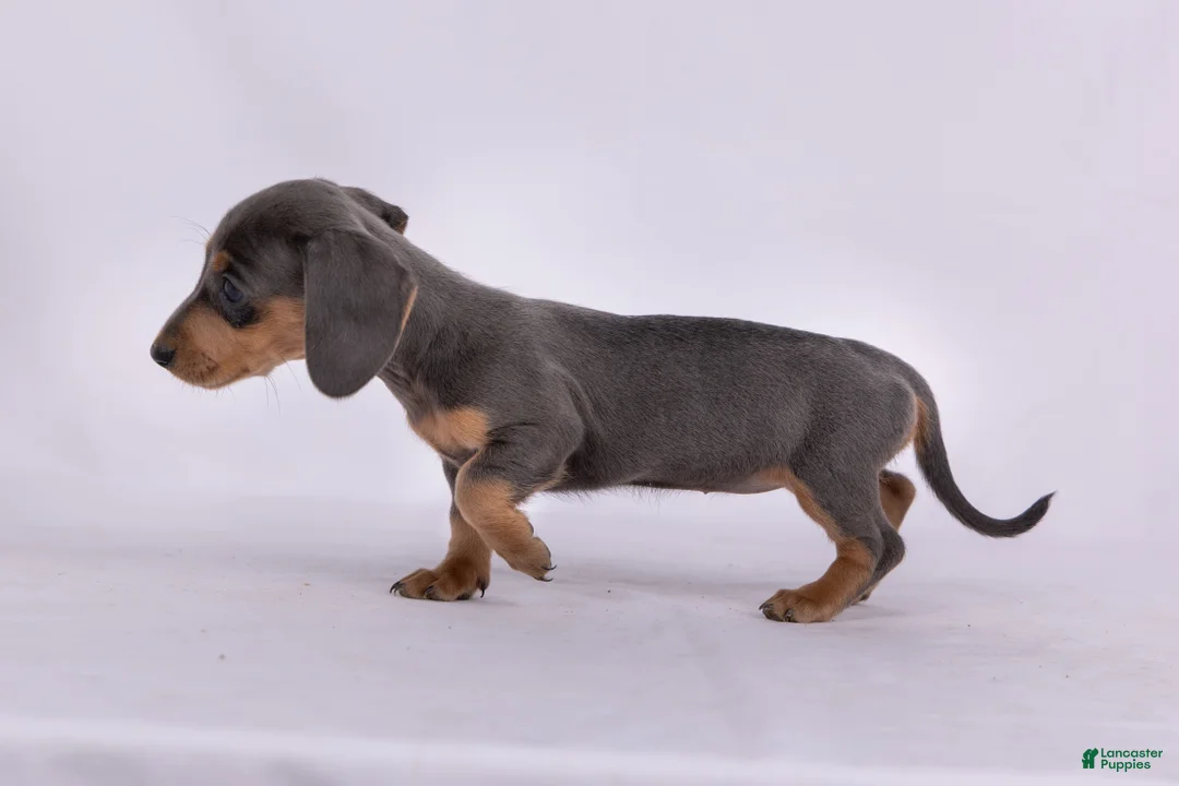 Miniature Dachshund dogs for sale: Pam - Ad 2