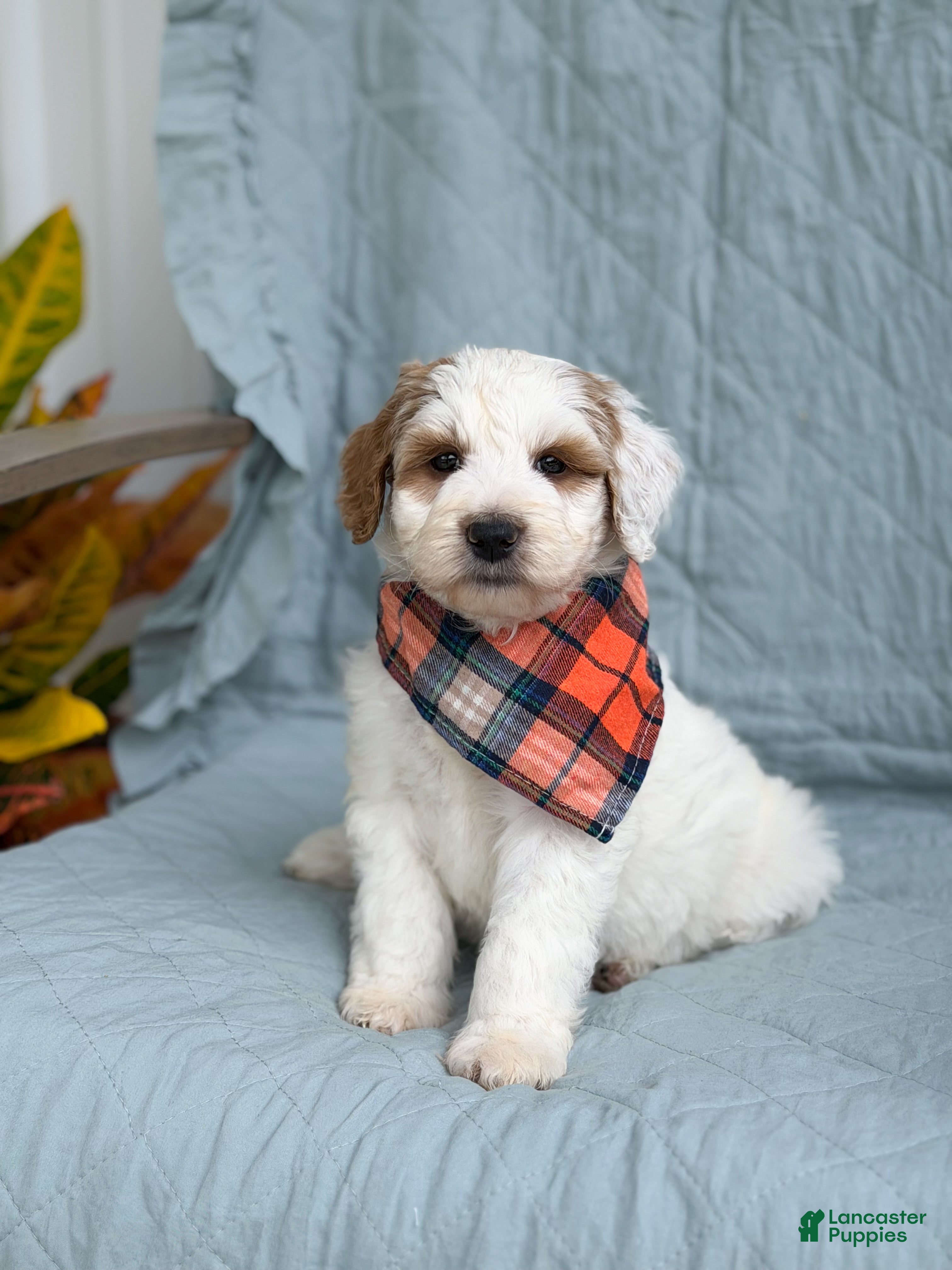 Goldendoodle dogs Forest - Ad 38