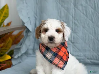 Goldendoodle dogs Forest - Ad 38
