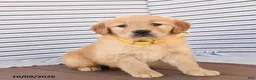 Golden Retriever dogs for sale: Jane - Ad 3