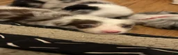 Border Collie dogs for sale: Mark Lowry - Ad 3