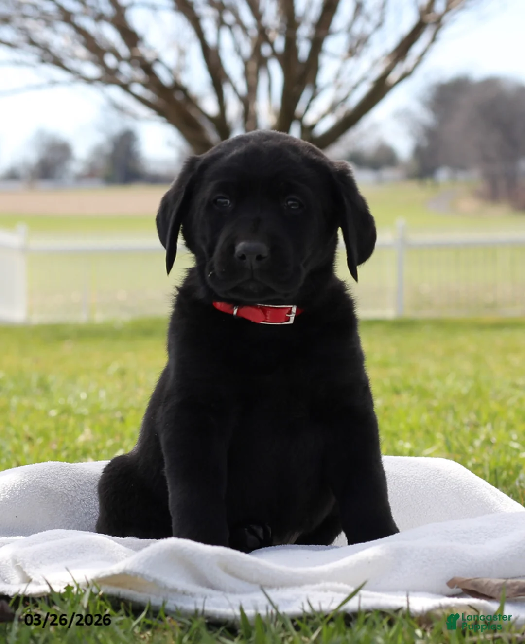 Labrador Retriever dogs for sale: Belmont - Ad 1