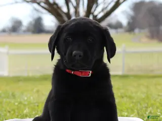 Labrador Retriever dogs for sale: Belmont - Ad 1