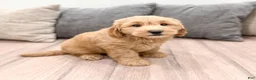 Mini Goldendoodle dogs for sale: Diesel - Ad 1