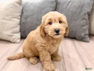 Mini Goldendoodle dogs for sale: Diesel - Ad 2